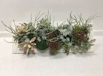 多肉植物のプレゼント