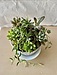 植物と遊ぶ