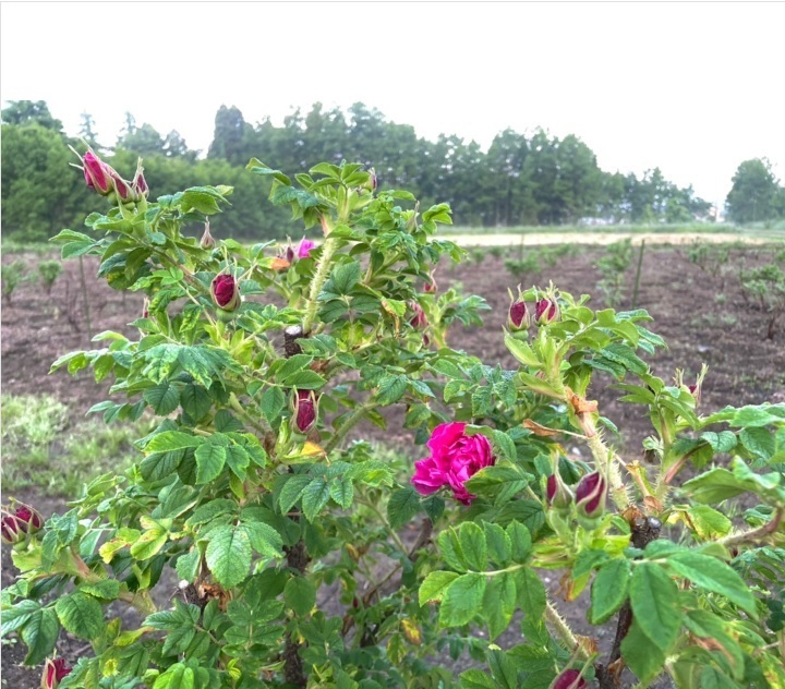 食香バラ