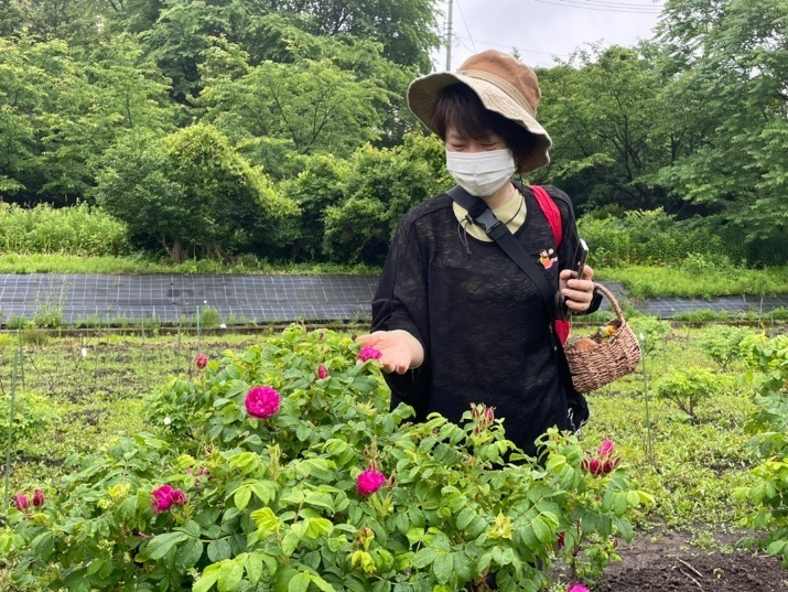 食香バラ