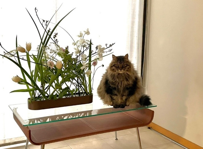 猫とお花