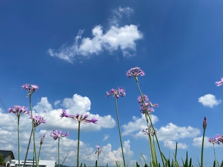 花の道