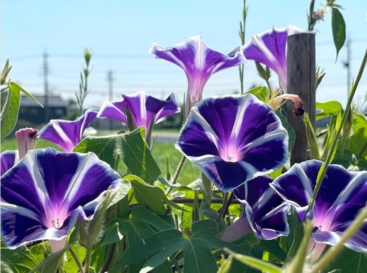 花の道