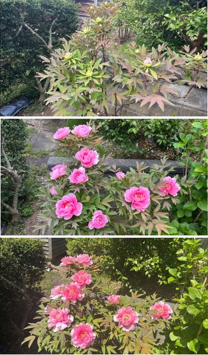 芍薬 芍薬
