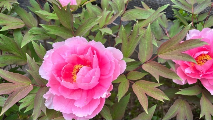 芍薬 芍薬