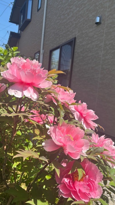 芍薬 芍薬
