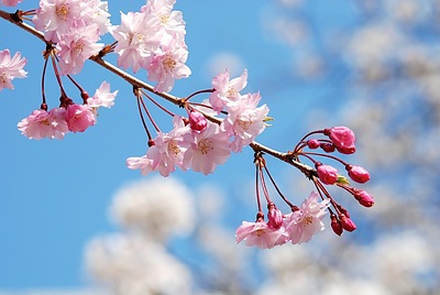 2026流行色はピンク