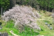 ■千百年の桜の色は・・・■