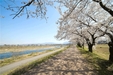 ■今年の桜色は・・・■