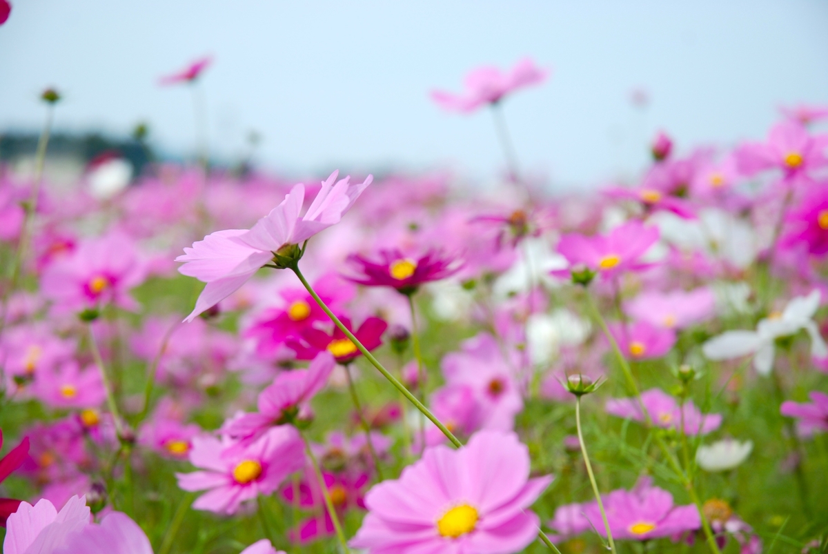 □秋桜コスモスに癒される・・・□｜高須佳美