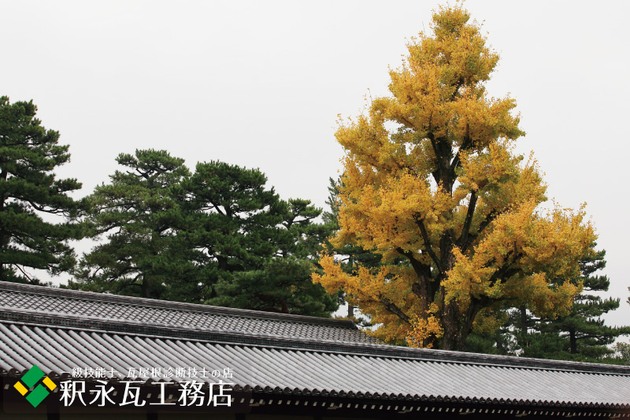 京都御所の本葺きいぶし瓦と大銀杏