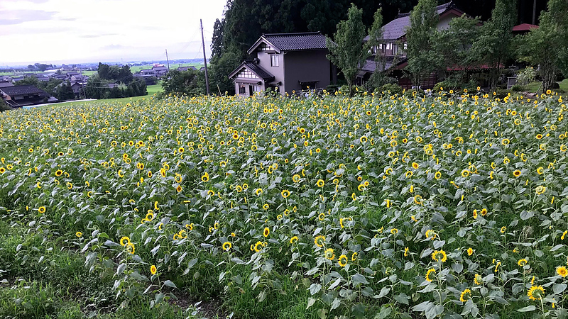 目の前に広がるひまわり畑