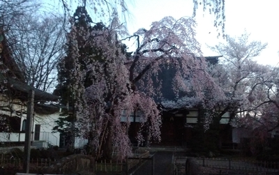 光禅寺桜