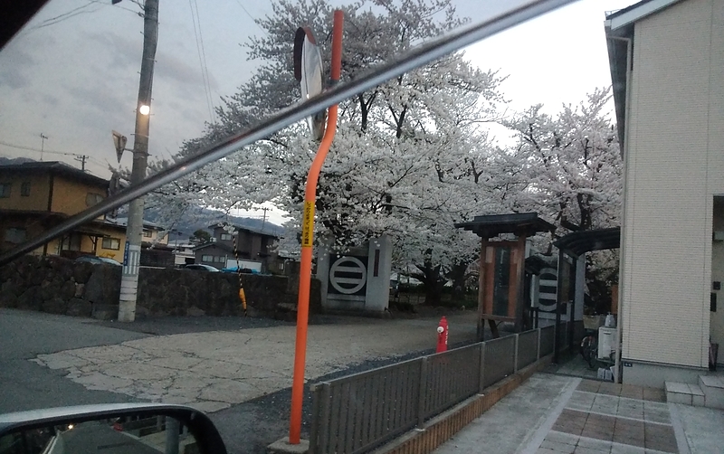 光禅寺桜2