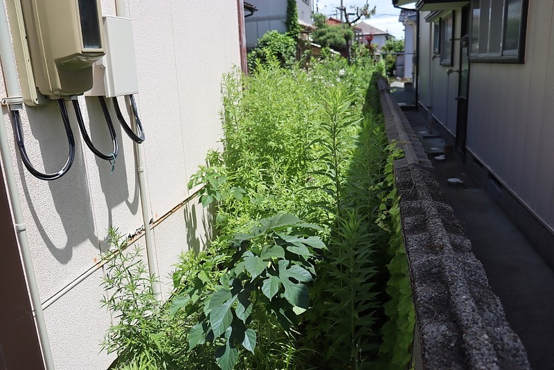 雑草除去