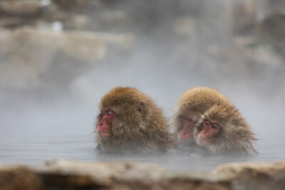 温泉と猿