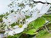 桜の後に咲く美しきハナミズキ：花弁と総苞片の謎